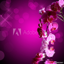 Orchidée rose, fond carré bokeh