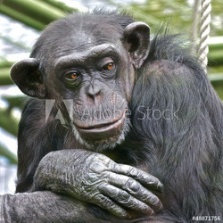 Sad Chimpanzee thinking about his life