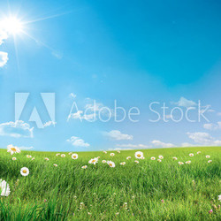 landscape with flowers