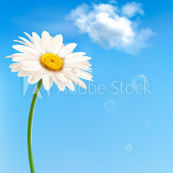 Beautiful white daisy in front of the blue sky. Vector.