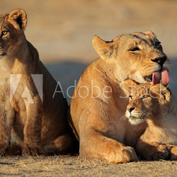 Lioness with cubs, Kalahari desert