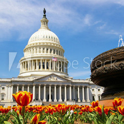 The capitol