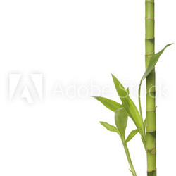 isolated bamboo