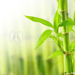 Bamboo background with copy space