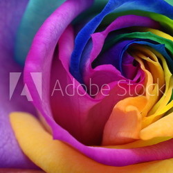 Close up of rainbow rose heart