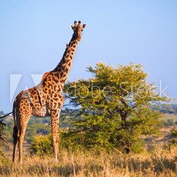 Giraffe on savanna. Safari in Serengeti, Tanzania, Africa