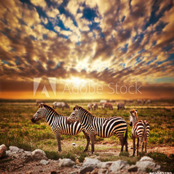 Zebras herd on African savanna at sunset. Safari in Serengeti