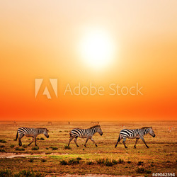 Zebras herd on African savanna at sunset. Safari in Serengeti