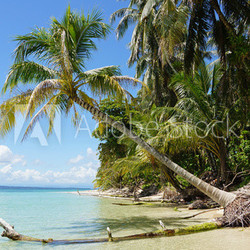 Coconut tree over the sea
