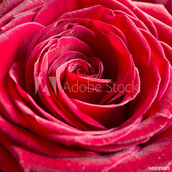 Bright Pink Rose Background