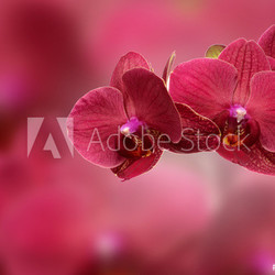 pink orchid flower close-up isolated on white