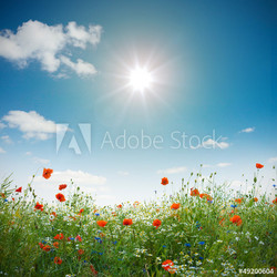 Blumenwiese Wildblumen