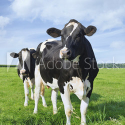 Holstein-Friesian cattle in a green Dutch meadow
