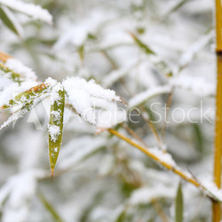 Bambus und Schnee