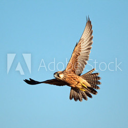Lanner falcon in flight