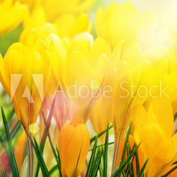 Gelbe Kokusse in der Sonne