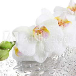 white beautiful orchids with drops