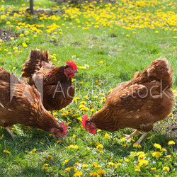 laying hens in the yard