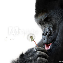 Gorilla making a wish, isolated on white background