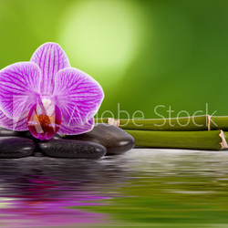 orquidea, piedras, bambú y agua