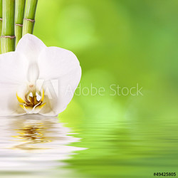 flor y bambú, spa