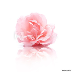 Rosa Rosenblüte
