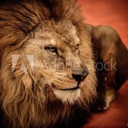 Lion lying on the arena