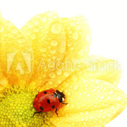 ladybug on yellow flower
