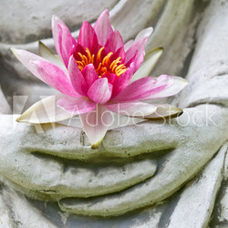 Buddha hands holding flower, close up