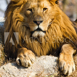 leone