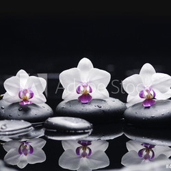 orchid flower and stones in water drops