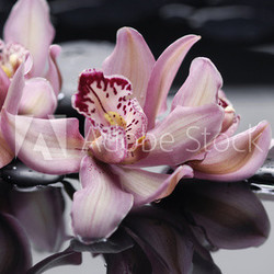 spa concept –gorgeous pink orchid and zen stones