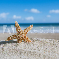 starfish  with ocean , beach and seascape