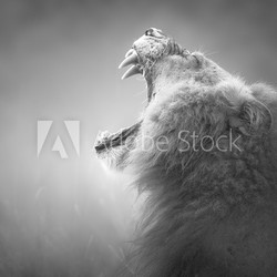 Lion displaying dangerous teeth