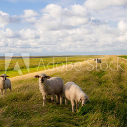 Schafe am Pilsumer Leuchtturm - Nordsee