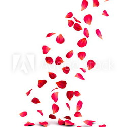 Falling Rose Petals