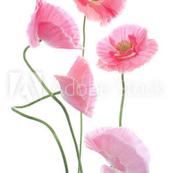 poppy