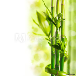 Green bamboo