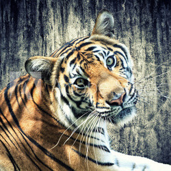 Tiger against grunge wall