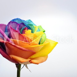 Close up of rainbow rose flower
