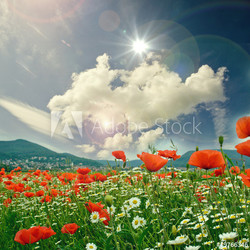 Frühlingsblumenwiese mit Klatschmohn, Kornblumen und Margeriten