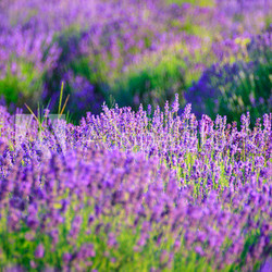 Lavender field in the summer