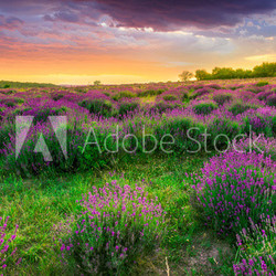 Sunset over a summer lavender field in Tihany, Hungary
