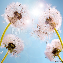 Wünsche erfüllen: Pusteblumen im Sonnenlicht