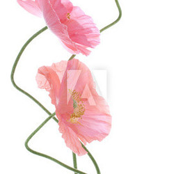 poppy