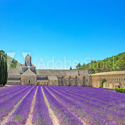 Abbey of Senanque blooming lavender flowers. Gordes, Luberon, Pr