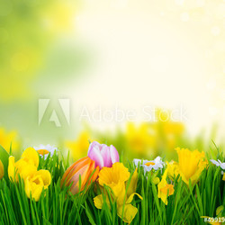 natur dream tulip