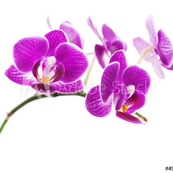 Very rare purple orchid isolated on white background.