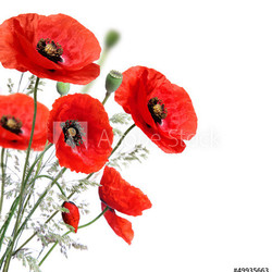 Poppy flowers isolated on a white background