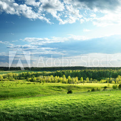 field of spring grass and forest